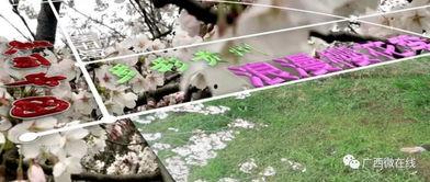 樱花在线视频基地,打造沉浸式视觉盛宴的数字影视天堂